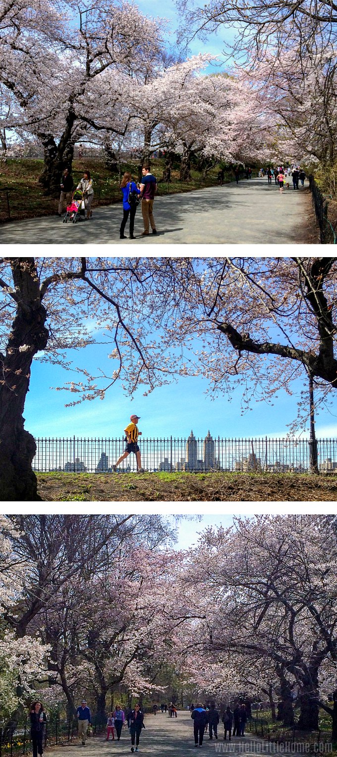 A photo collage showing different Cherry Blossom Trees in Central Park.