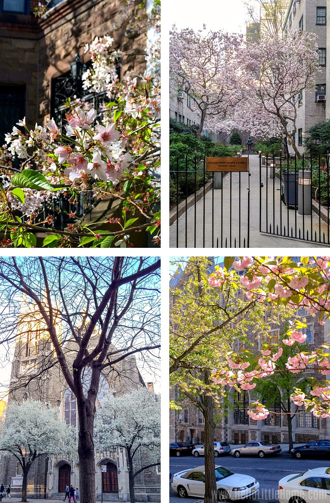 A photo collage showing Cherry Blossom Trees at different locations in New York City.