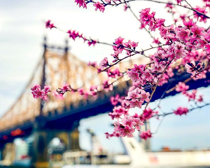 A Cherry Blossom Tree branch with a bridge in the background.