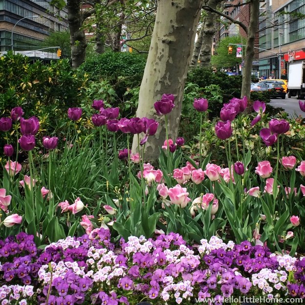 Spring Flowers in New York | Hello Little Home