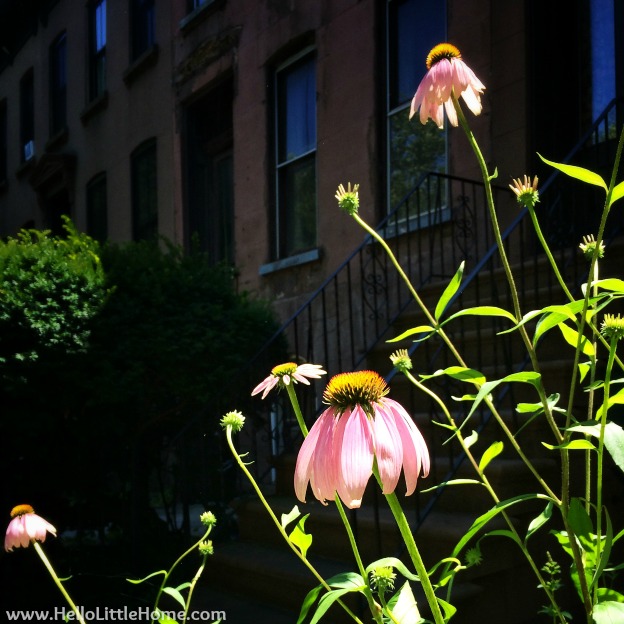 Pink Flowers in Brooklyn | Hello Little Home