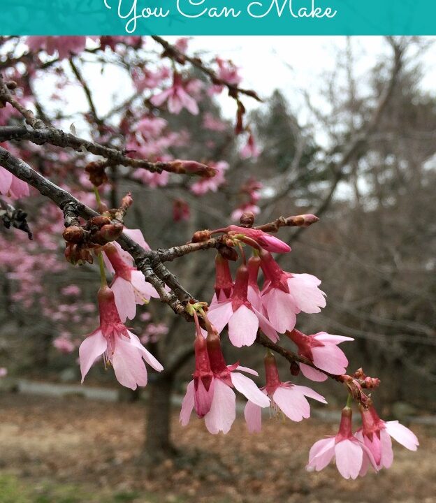 A blooming cherry blossom branch.