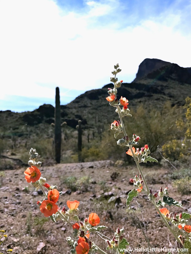 Exploring Picacho Peak State Park during an El Paso to Phoenix Road Trip! Travel from Texas to Arizona with lots of fun stops along the way, including White Sands National Monument and MLB spring training! Find out the best things to do in El Paso and Phoenix, from can't miss sights to delicious restaurants! | Hello Little Home