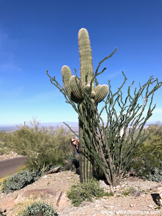 Exploring Phoenix's South Mountain Park (perfect for hiking, amazing views, and cactus spotting) during an El Paso to Phoenix Road Trip! Travel from Texas to Arizona with lots of fun stops along the way, including White Sands National Monument and MLB spring training! Find out the best things to do in El Paso and Phoenix, from can't miss sights to delicious restaurants! | Hello Little Home