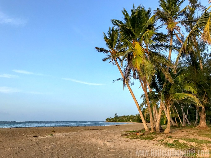 A sunny, wide beach with lots of palm trees.