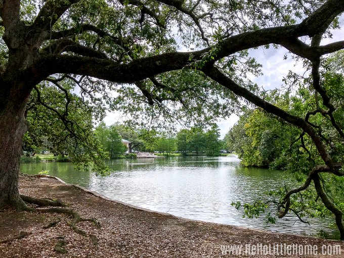 A Oak Tree and pond in Audubon Park.
