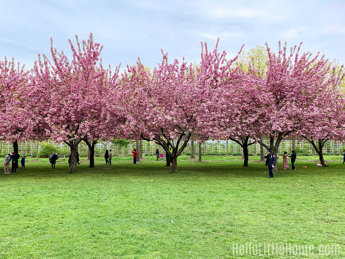 People standing under a row of cherry trees at the Brooklyn Botanic Garden.