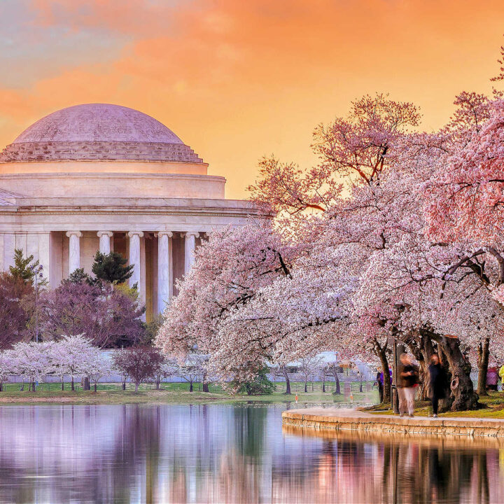 Sunset at the Jefferson Memorial, one of the best places to see cherry blossoms in the US.