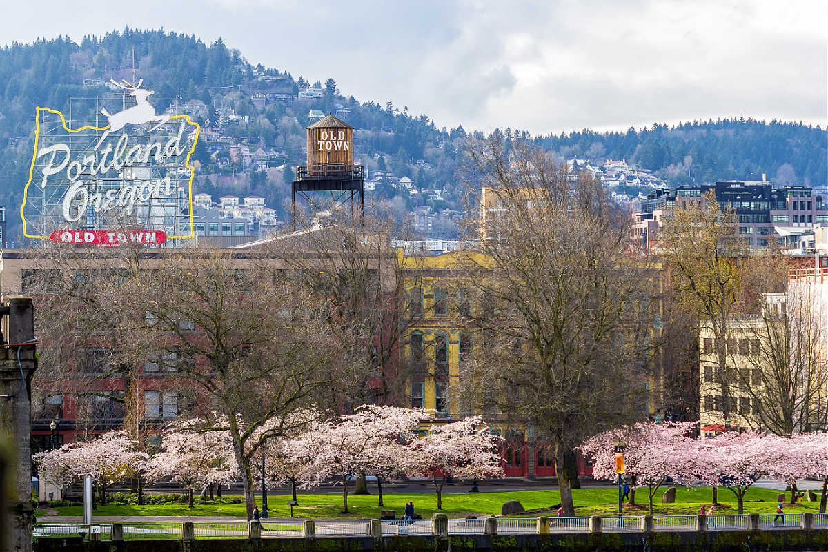 Cherry blossoms lining the riverfront in Portland, Oregon.