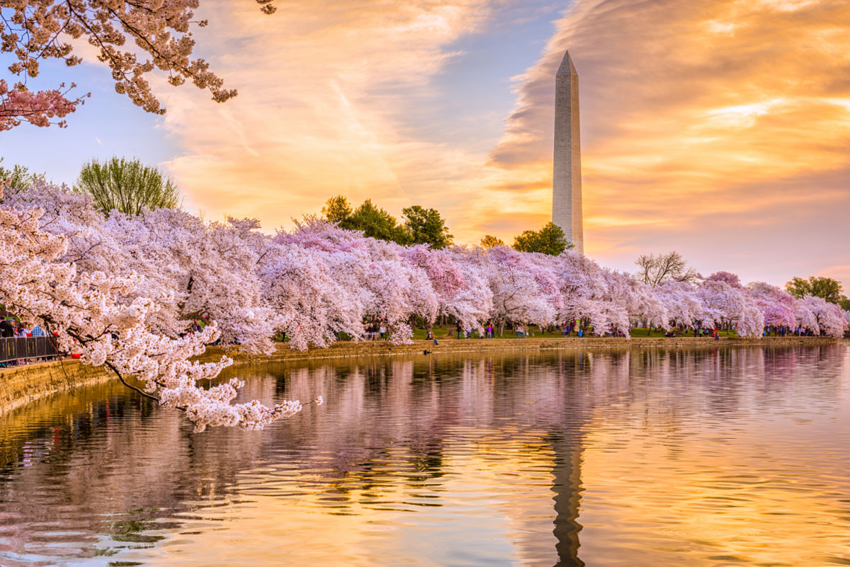 Cherry blossoms surrounding the Washington Monument at sunset.