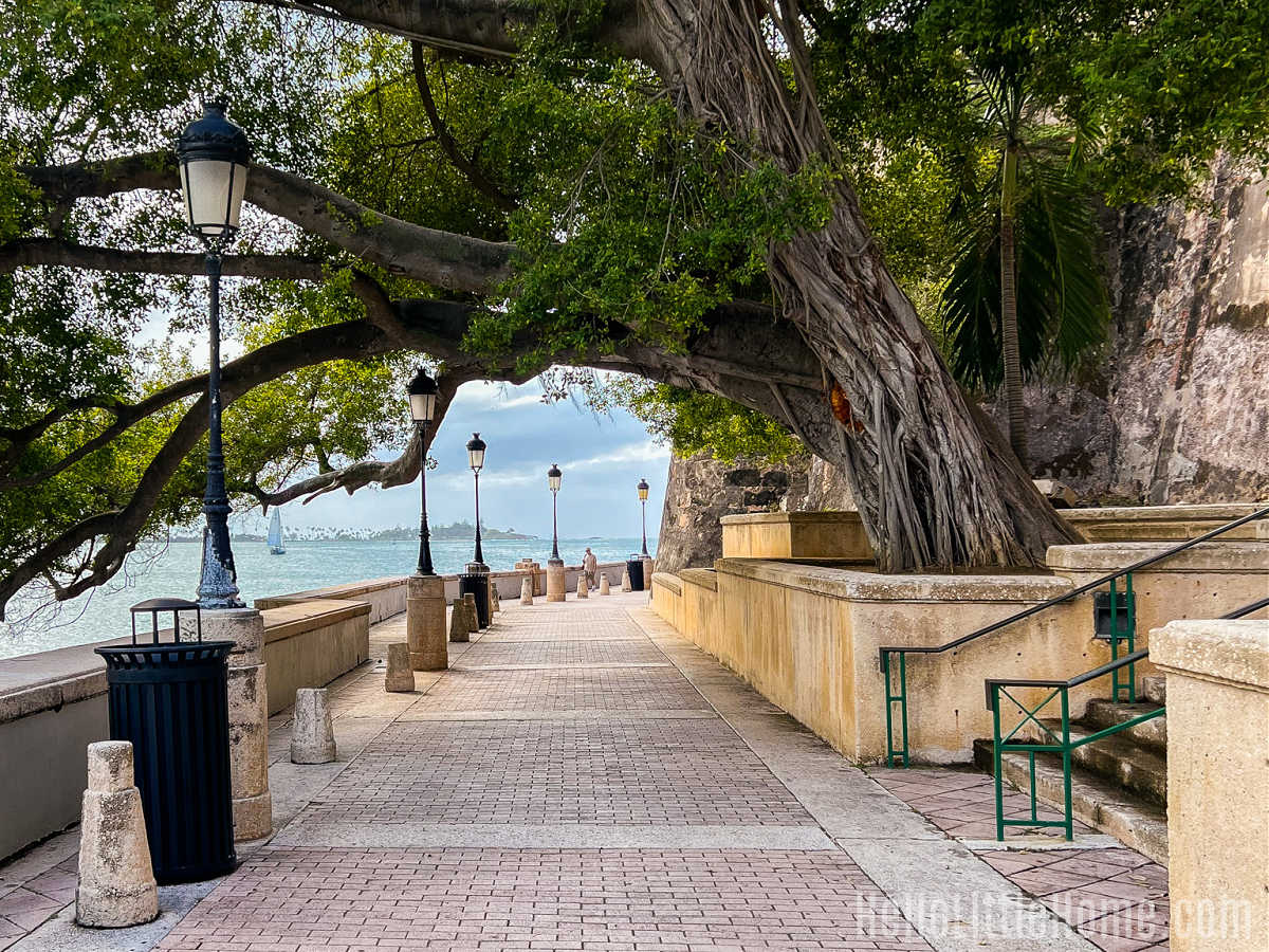 A large tree arching over the Paseo de la Princesa in Old San Juan.