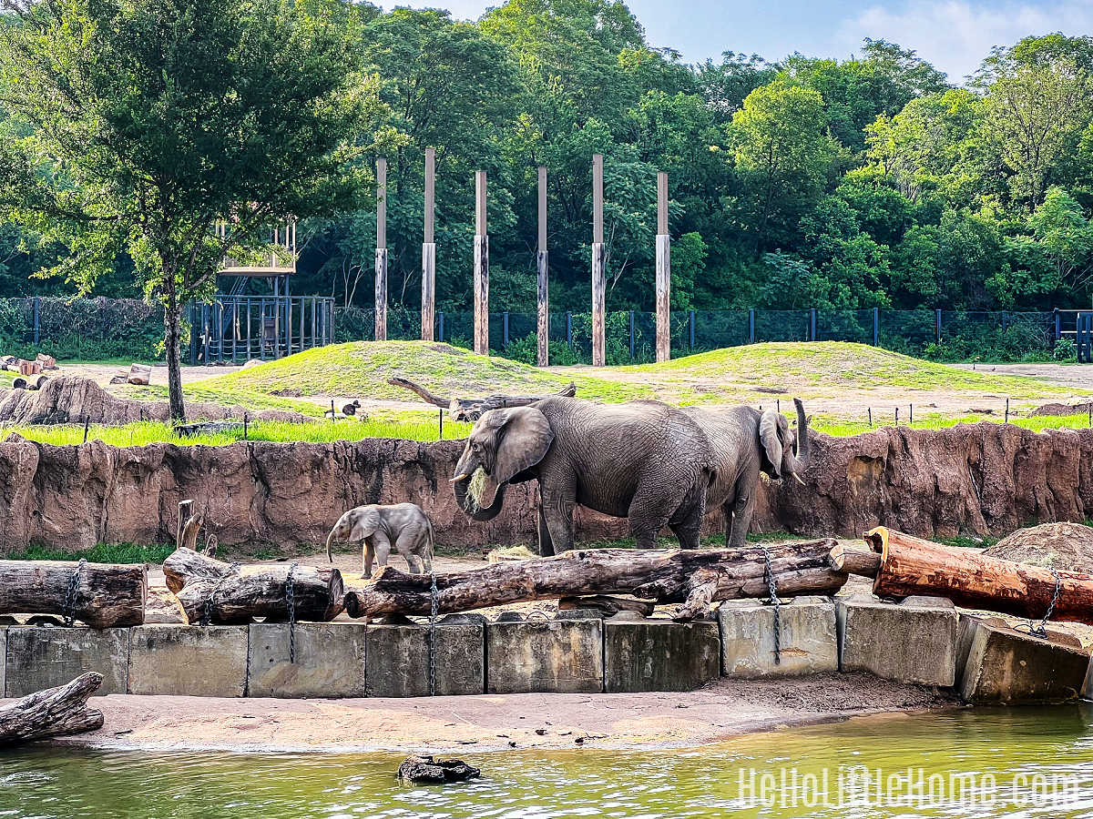 A baby elephant and two adults in their habitat at the Dallas Zoo.
