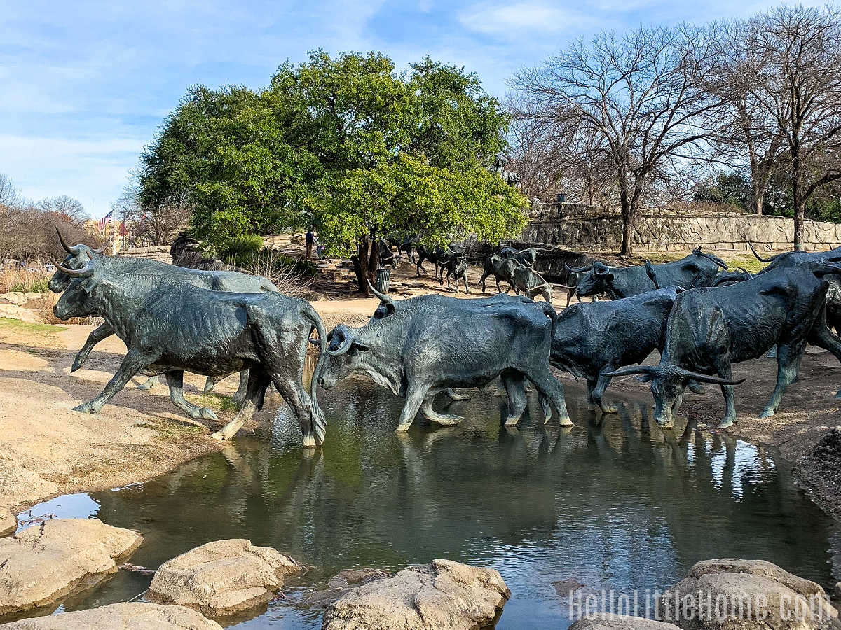 Bronze cattle crossing a stream in Pioneer Plaza.